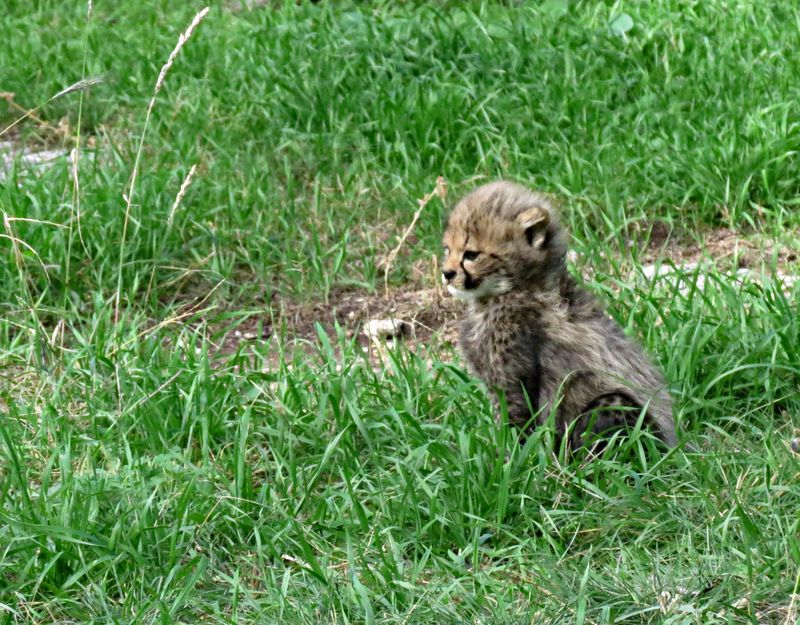 Illustration for article titled ZOMG BABY CHEETAHS AND BABY TIGER NEWS!!!